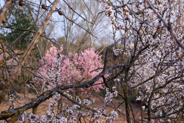 Almendros en flor
